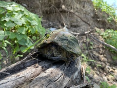 Kinosternon hirtipes