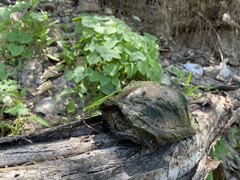 Kinosternon hirtipes