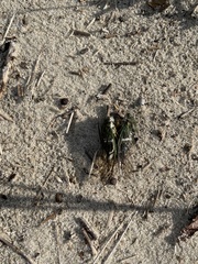 Neotibicen latifasciatus