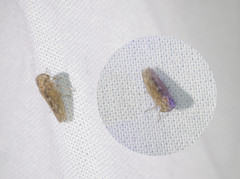 Idiocerus stigmaticalis