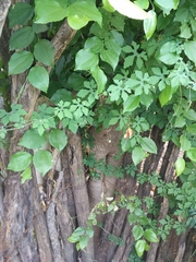 Sarcomphalus joazeiro