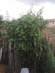 Sarcomphalus joazeiro