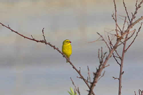 Crithagra sulphurata