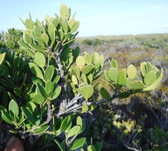 Robsonodendron maritimum