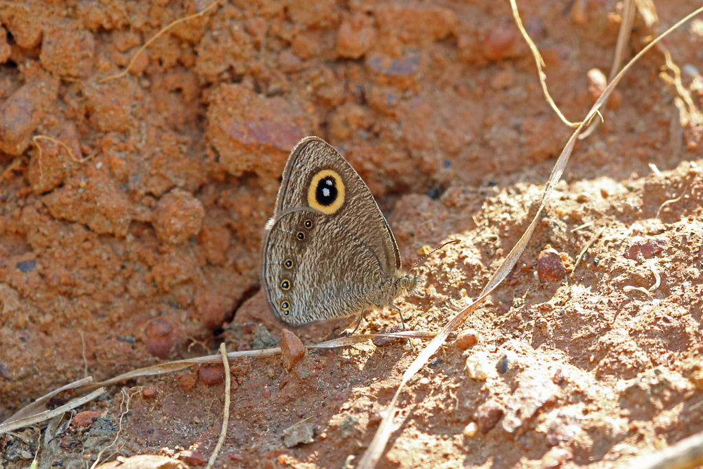 Marsh Ringlet