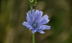 Cichorium intybus
