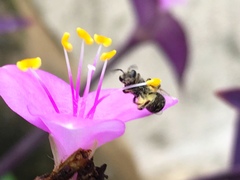 Tradescantia pallida