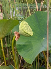 Nelumbo