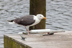 Larus marinus