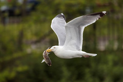 Larus argentatus