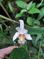 Sobralia fimbriata