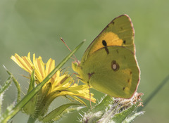 Colias croceus