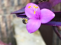 Tradescantia pallida