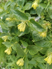 Paederota lutea