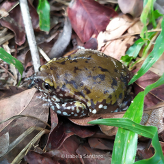 Dermatonotus muelleri