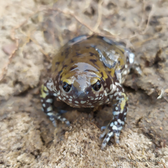 Dermatonotus muelleri