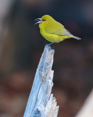 Chlorodrepanis virens wilsoni