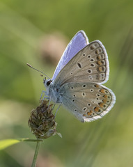 Polyommatus icarus