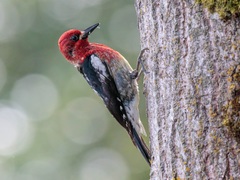Sphyrapicus ruber