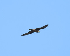 Falco peregrinus brookei