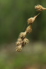 Carex argyrantha