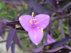 Tradescantia pallida