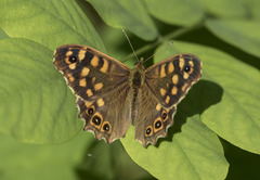 Pararge aegeria