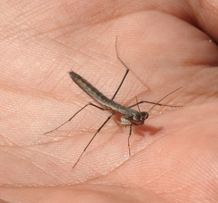 Geomantis larvoides