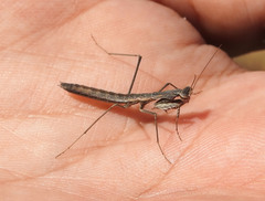 Geomantis larvoides