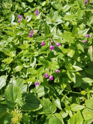 Epilobium alpestre (Epilobium alpestre)