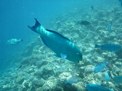 Chlorurus enneacanthus