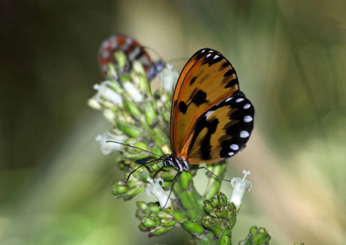 Veladyris pardalis