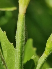 Epilobium alpestre
