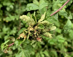 Dasineura crataegi