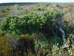 Robsonodendron maritimum