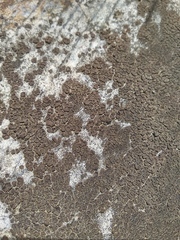 Acarospora macrospora