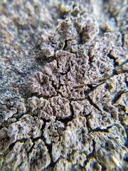 Acarospora macrospora