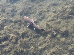 Mustelus henlei