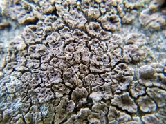 Acarospora macrospora