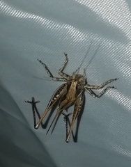 Ctenodecticus bolivari