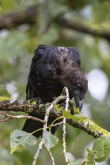 Corvus corone