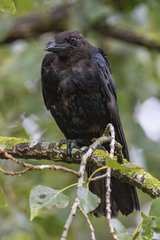Corvus corone
