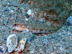 Gobius roulei