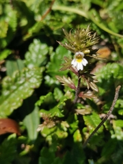 Euphrasia minima