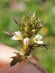 Euphrasia minima