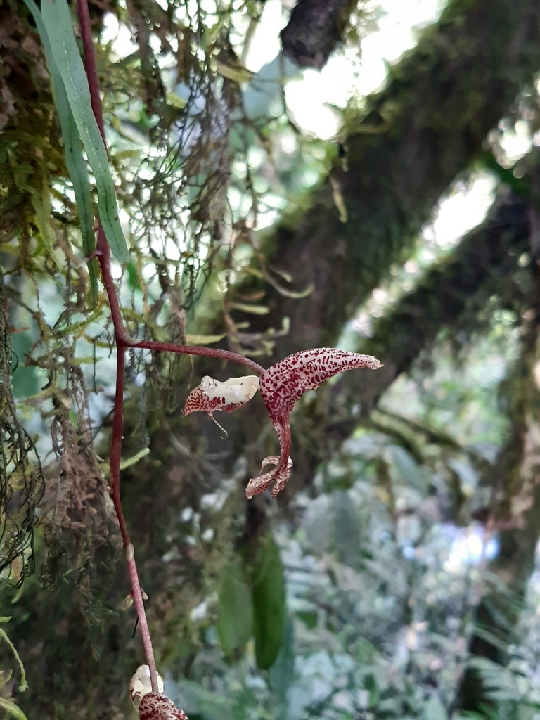 Gongora quinquenervis
