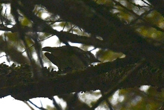 Vireo solitarius