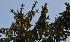 Piranga olivacea