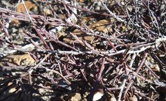 Muraltia muraltioides