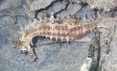 Hippocampus jayakari